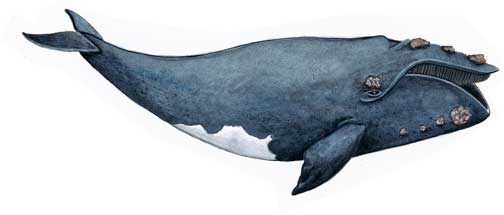 Right Whale
